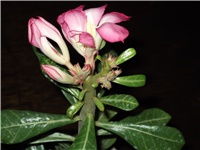 16338165-Picture 004.jpg